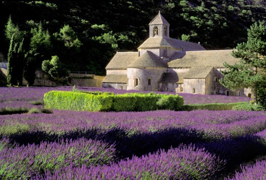 PROVENZA-LAVANDA